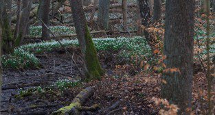 Śnieżycowy Jar  Foto: LepszyPOZNAN.pl / Paweł Rychter