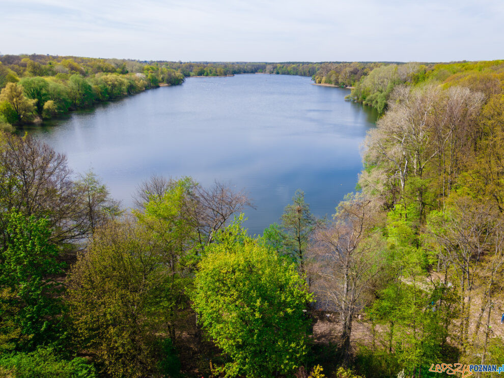 Jezioro Rusałka  Foto: lepszyPOZNAN.pl / Piotr Rychter