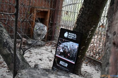 Manul Magellan ZOO puchar 2023_12_12 (4)  Foto: ZOO Poznań  / materiały prasowe