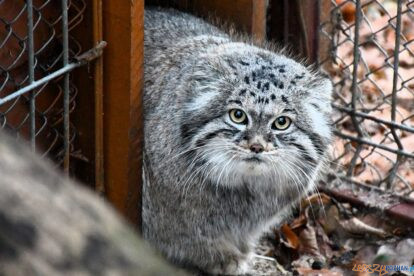 Manul Magellan ZOO puchar 2023_12_12 (2)  Foto: ZOO Poznań  / materiały prasowe