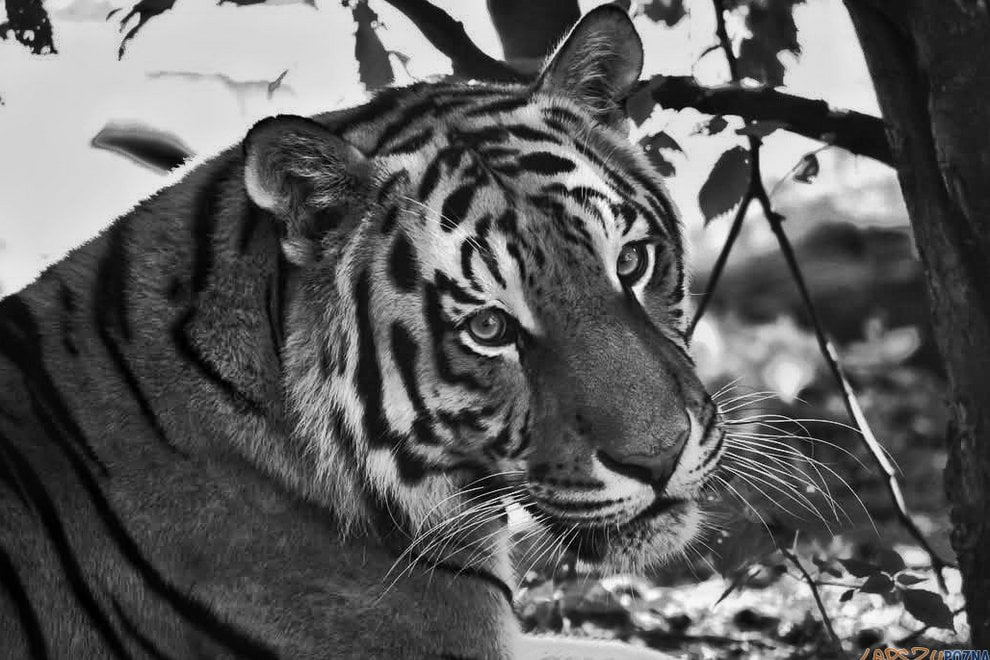 Tygrys ZOO  Foto: facebook ZOO Poznań