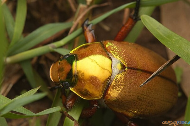 King Christmas beetle  Foto: Uniwersytet Przyrodniczy / materialy prasowe